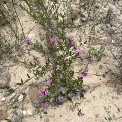 Mirbelia rubiifolia at Tianjara, NSW - 3 Oct 2023 12:01 PM