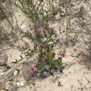 Mirbelia rubiifolia at Tianjara, NSW - 3 Oct 2023 12:01 PM