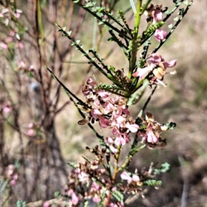 Indigofera adesmiifolia at Watson, ACT - 8 Oct 2023 03:00 PM