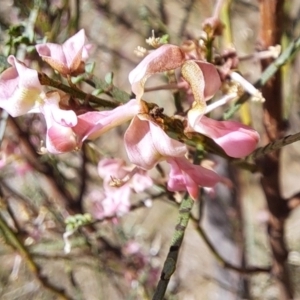 Indigofera adesmiifolia at Watson, ACT - 8 Oct 2023 03:00 PM