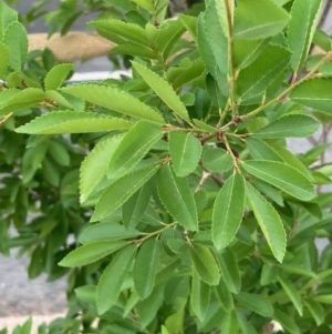 Ulmus parvifolia at Macquarie, ACT - 4 Oct 2023