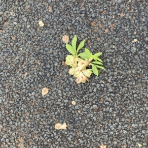 Ulmus parvifolia at Macquarie, ACT - 4 Oct 2023