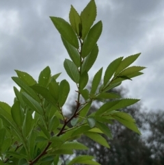 Ulmus parvifolia at Macquarie, ACT - 4 Oct 2023
