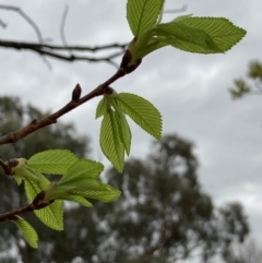 Ulmus parvifolia at Macquarie, ACT - 4 Oct 2023 11:11 AM