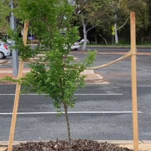 Ulmus parvifolia at Macquarie, ACT - 4 Oct 2023 11:11 AM