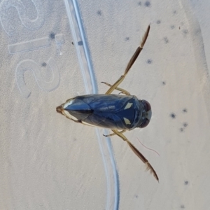 Notonectidae (family) at Yass River, NSW - 8 Oct 2023 11:09 AM