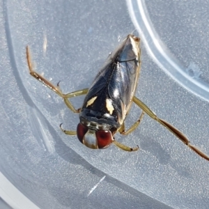 Notonectidae (family) at Yass River, NSW - 8 Oct 2023 11:09 AM