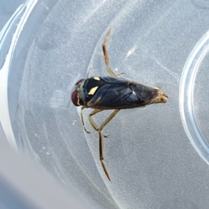 Notonectidae (family) at Yass River, NSW - 8 Oct 2023 11:09 AM