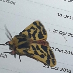 Ardices curvata (Crimson Tiger Moth) at Latham, ACT - 8 Oct 2023 by LD12