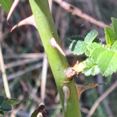 Rosa sp. at Watson, ACT - 8 Oct 2023