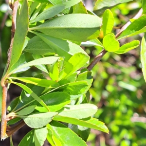 Pyracantha fortuneana at Watson, ACT - 8 Oct 2023 03:30 PM