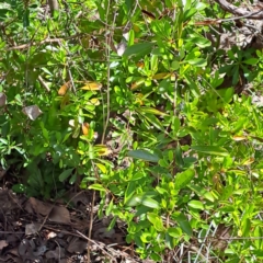 Pyracantha fortuneana at Watson, ACT - 8 Oct 2023 03:30 PM