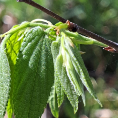 Celtis australis (Nettle Tree) at Watson, ACT - 8 Oct 2023 by abread111