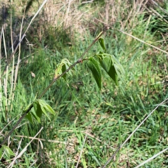 Celtis australis at Watson, ACT - 8 Oct 2023