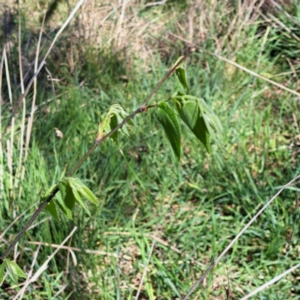 Celtis australis at Watson, ACT - 8 Oct 2023