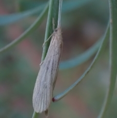 Trichoptera (order) at Murrumbateman, NSW - 8 Oct 2023 05:16 PM