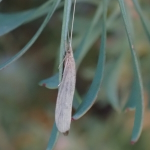 Trichoptera (order) at Murrumbateman, NSW - 8 Oct 2023 05:16 PM