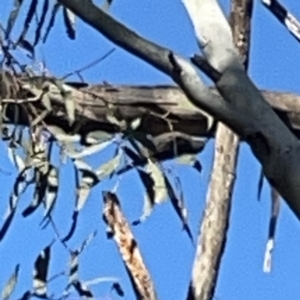 Cormobates leucophaea at O'Connor, ACT - 8 Oct 2023 04:34 PM