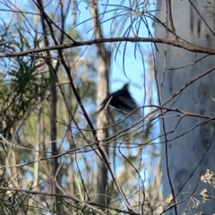 Cormobates leucophaea at O'Connor, ACT - 8 Oct 2023 04:34 PM