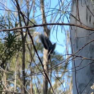 Cormobates leucophaea at O'Connor, ACT - 8 Oct 2023 04:34 PM