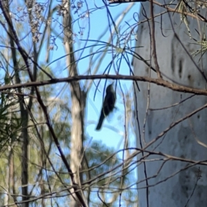 Cormobates leucophaea at O'Connor, ACT - 8 Oct 2023 04:34 PM