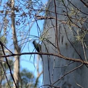 Cormobates leucophaea at O'Connor, ACT - 8 Oct 2023 04:34 PM