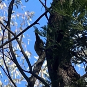 Sericornis frontalis at O'Connor, ACT - 8 Oct 2023 05:00 PM