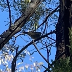 Sericornis frontalis at O'Connor, ACT - 8 Oct 2023 05:00 PM