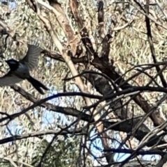 Malurus cyaneus at O'Connor, ACT - 8 Oct 2023 04:11 PM