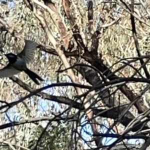 Malurus cyaneus at O'Connor, ACT - 8 Oct 2023