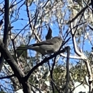 Pachycephala pectoralis at O'Connor, ACT - 8 Oct 2023 04:18 PM