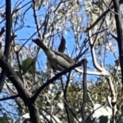 Pachycephala pectoralis at O'Connor, ACT - 8 Oct 2023 04:18 PM