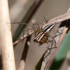 Oxyopes (genus) (Lynx spider) at Higgins, ACT - 7 Oct 2023 by Untidy