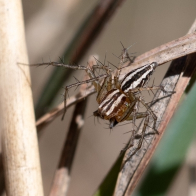 Oxyopes sp. (genus) (Lynx spider) at Higgins Woodland - 7 Oct 2023 by Untidy