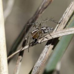 Oxyopes sp. (genus) at Higgins, ACT - 7 Oct 2023