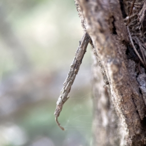 Lepidoscia arctiella at O'Connor, ACT - 8 Oct 2023