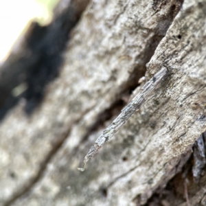 Lepidoscia arctiella at O'Connor, ACT - 8 Oct 2023 03:42 PM