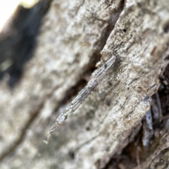 Lepidoscia arctiella at O'Connor, ACT - 8 Oct 2023 03:42 PM