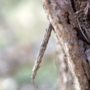 Lepidoscia arctiella at O'Connor, ACT - 8 Oct 2023