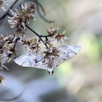 Nacoleia rhoeoalis (Spilomelinae) at Bruce Ridge - 8 Oct 2023 by Hejor1