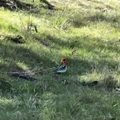 Platycercus eximius (Eastern Rosella) at O'Connor, ACT - 8 Oct 2023 by Hejor1