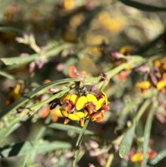 Daviesia mimosoides subsp. mimosoides at O'Connor, ACT - 8 Oct 2023 by Hejor1