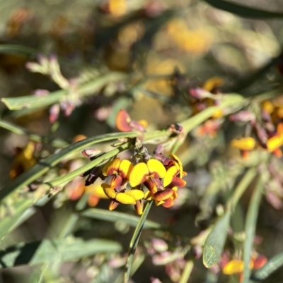 Daviesia mimosoides subsp. mimosoides at Bruce Ridge - 8 Oct 2023 by Hejor1