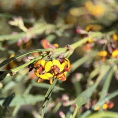 Daviesia mimosoides subsp. mimosoides at O'Connor, ACT - 8 Oct 2023