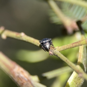 Simaethula sp. (genus) at O'Connor, ACT - 8 Oct 2023