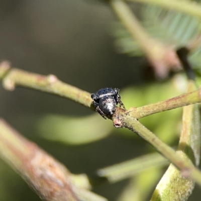 Simaethula sp. (genus) (A jumping spider) at O'Connor, ACT - 8 Oct 2023 by Hejor1