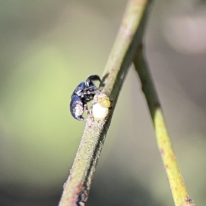 Simaethula sp. (genus) at O'Connor, ACT - 8 Oct 2023