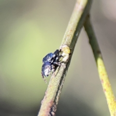 Simaethula sp. (genus) at O'Connor, ACT - 8 Oct 2023