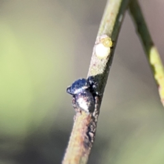 Simaethula sp. (genus) at O'Connor, ACT - 8 Oct 2023