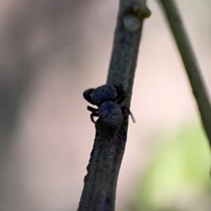 Simaethula sp. (genus) at O'Connor, ACT - 8 Oct 2023